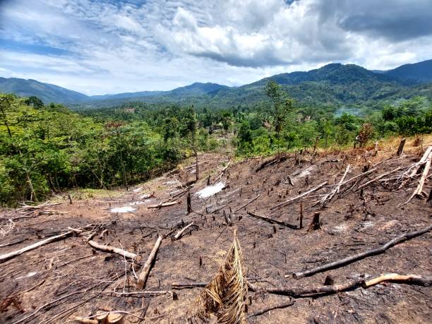 Before reforestation