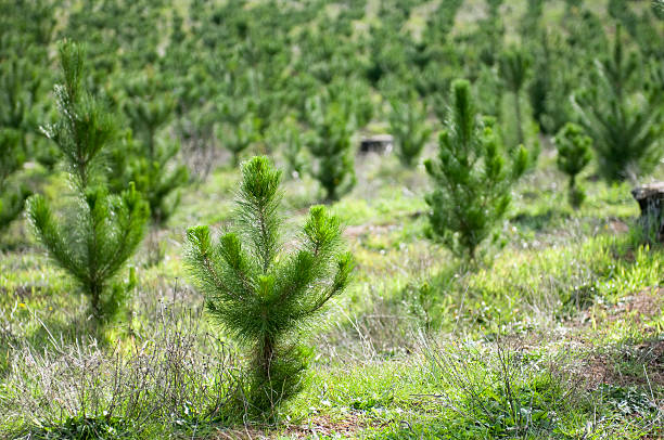 After reforestation