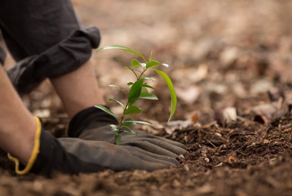 Reforestation Project